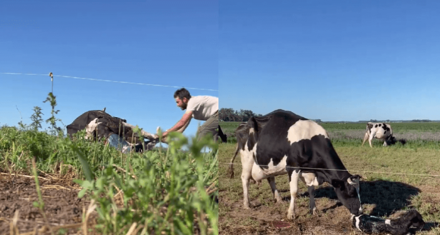 En el campo no hay feriados: un tambero ayudó a parir a una vaca en Navidad y se hizo viral