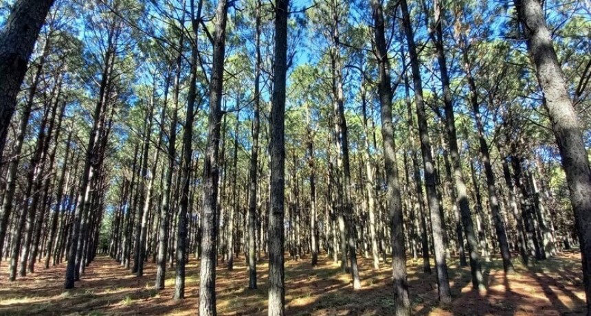 Después de la COP 28, ¿cómo siguen los mercados de carbono?