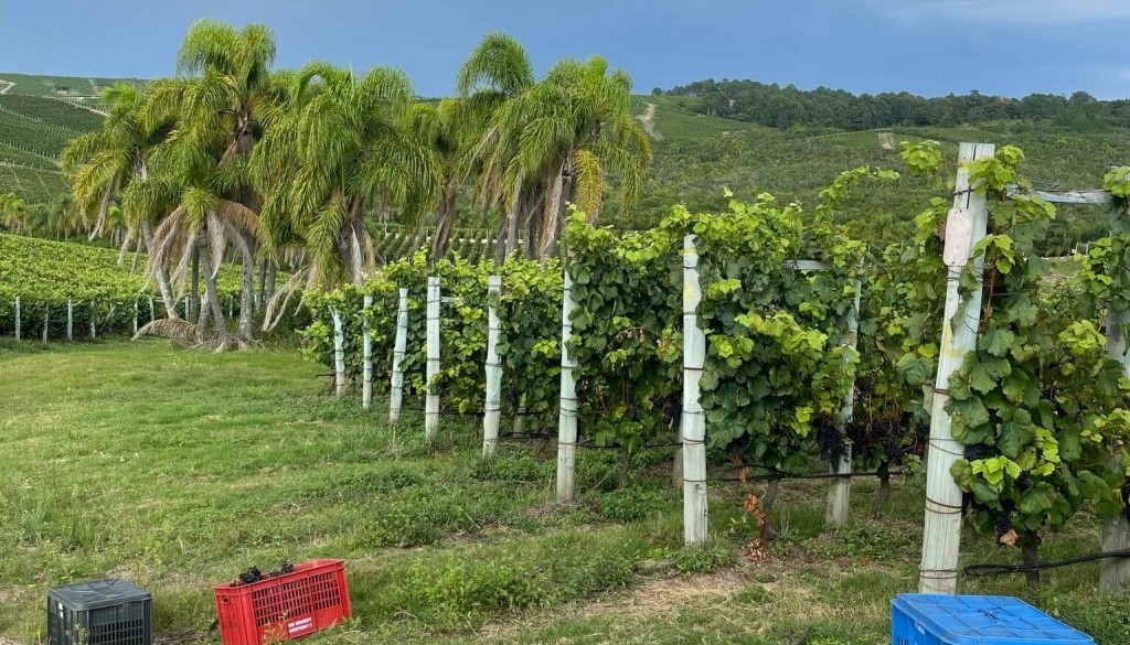 No es solo tannat: Uruguay apuesta por una “nueva” uva y por una producción de vino cercana al mar