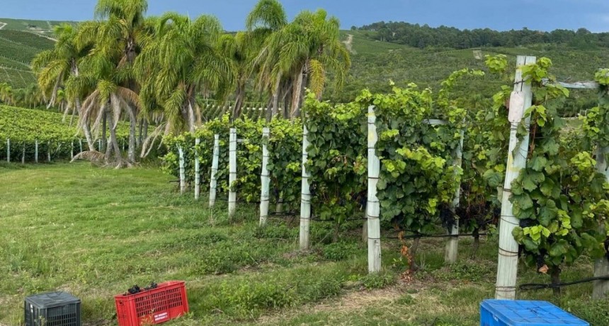 No es solo tannat: Uruguay apuesta por una “nueva” uva y por una producción de vino cercana al mar