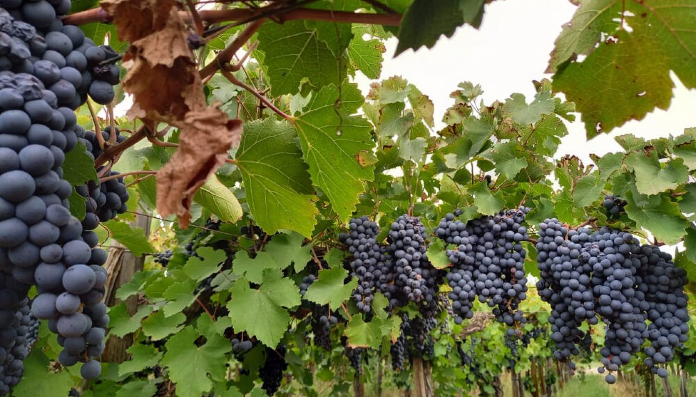 “El 95% de la industria del vino está de acuerdo”: viñateros y la COVIAR cruzaron a Sturzenegger