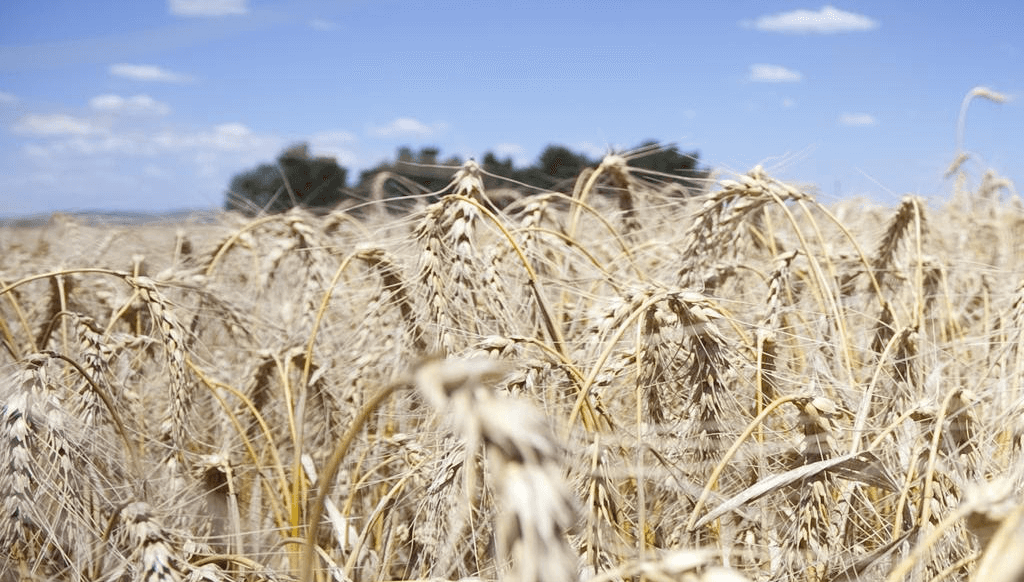 En el trigo se espera un récord de producción, pero preocupa la baja de los precios internacionales