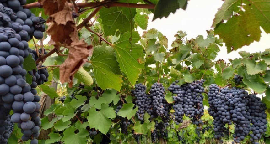 “El 95% de la industria del vino está de acuerdo”: viñateros y la COVIAR cruzaron a Sturzenegger