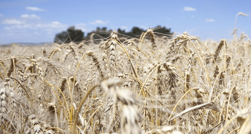 En el trigo se espera un récord de producción, pero preocupa la baja de los precios internacionales
